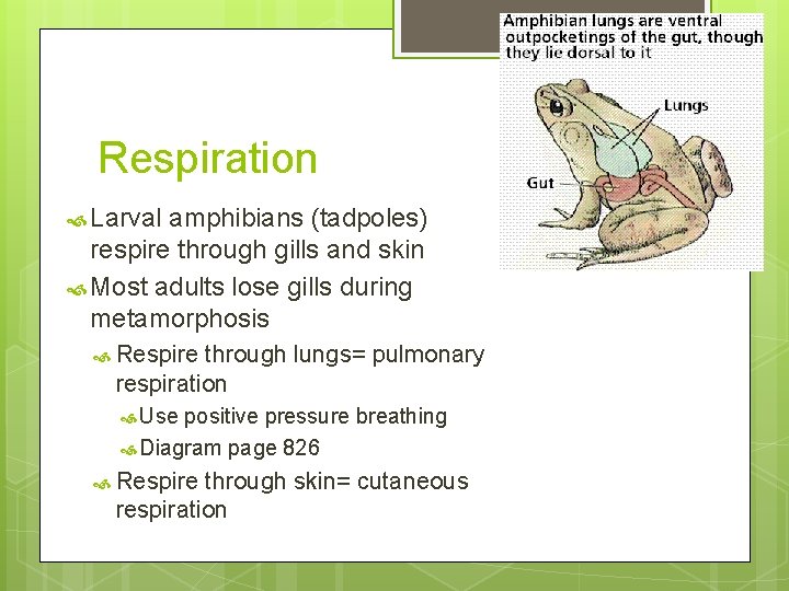 Respiration Larval amphibians (tadpoles) respire through gills and skin Most adults lose gills during