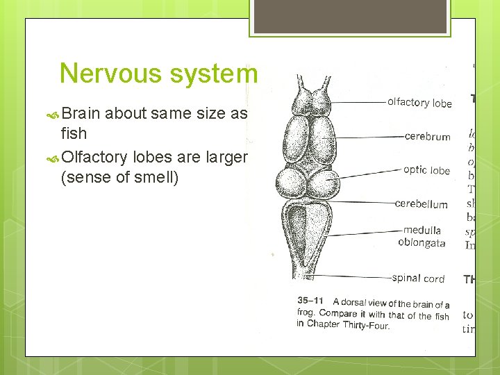 Nervous system Brain about same size as fish Olfactory lobes are larger (sense of