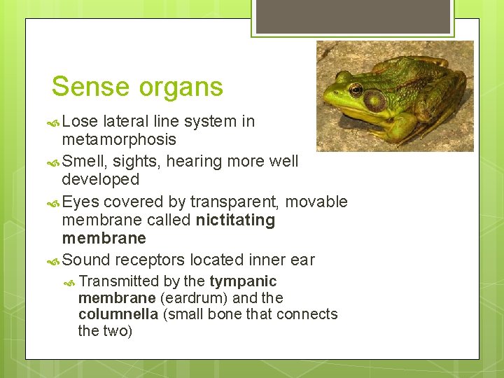 Sense organs Lose lateral line system in metamorphosis Smell, sights, hearing more well developed