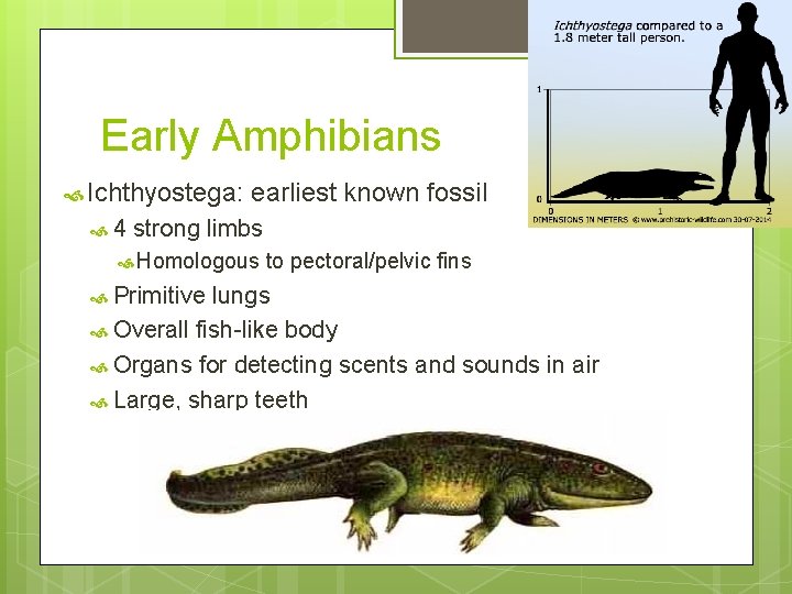 Early Amphibians Ichthyostega: 4 earliest known fossil strong limbs Homologous Primitive to pectoral/pelvic fins