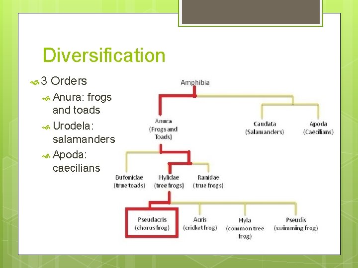 Diversification 3 Orders Anura: frogs and toads Urodela: salamanders Apoda: caecilians 