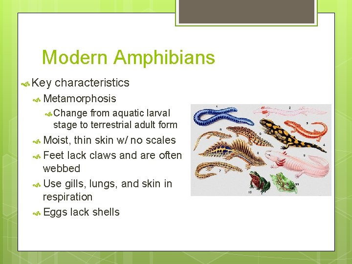 Modern Amphibians Key characteristics Metamorphosis Change from aquatic larval stage to terrestrial adult form