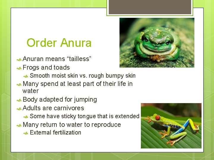 Order Anuran means “tailless” Frogs and toads Smooth moist skin vs. rough bumpy skin