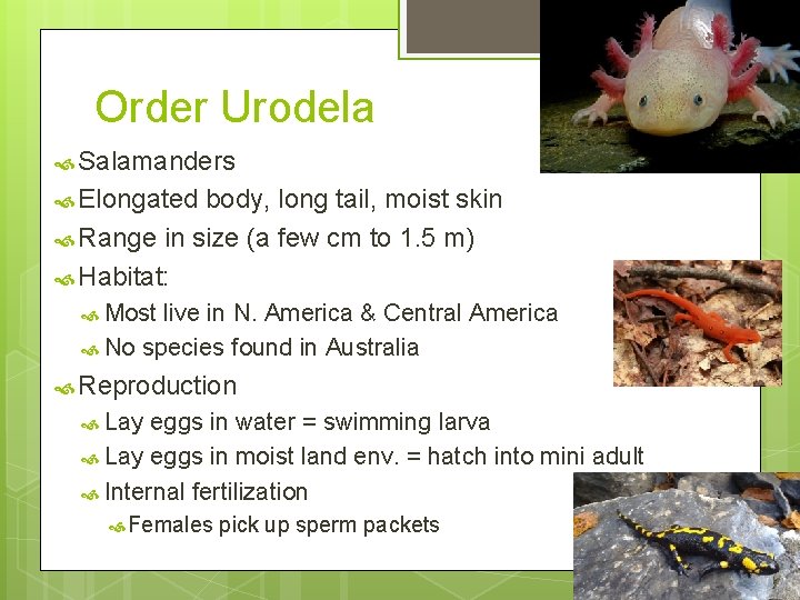 Order Urodela Salamanders Elongated body, long tail, moist skin Range in size (a few