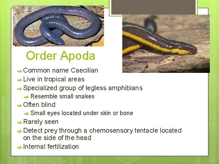 Order Apoda Common name Caecilian Live in tropical areas Specialized group of legless amphibians