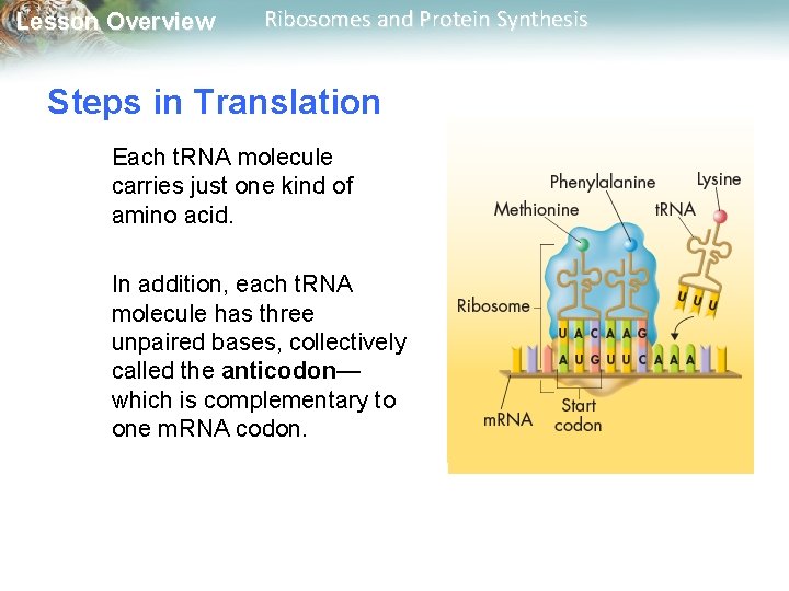 Lesson Overview Ribosomes and Protein Synthesis Steps in Translation Each t. RNA molecule carries