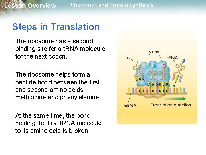 Lesson Overview Ribosomes and Protein Synthesis Steps in Translation The ribosome has a second