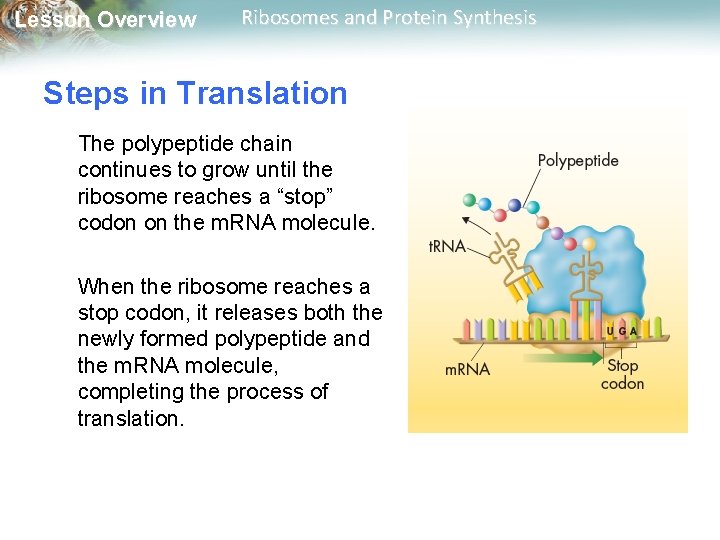 Lesson Overview Ribosomes and Protein Synthesis Steps in Translation The polypeptide chain continues to