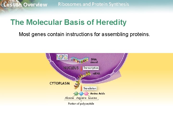Lesson Overview Ribosomes and Protein Synthesis The Molecular Basis of Heredity Most genes contain