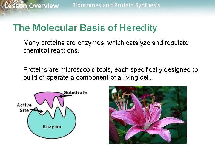 Lesson Overview Ribosomes and Protein Synthesis The Molecular Basis of Heredity Many proteins are