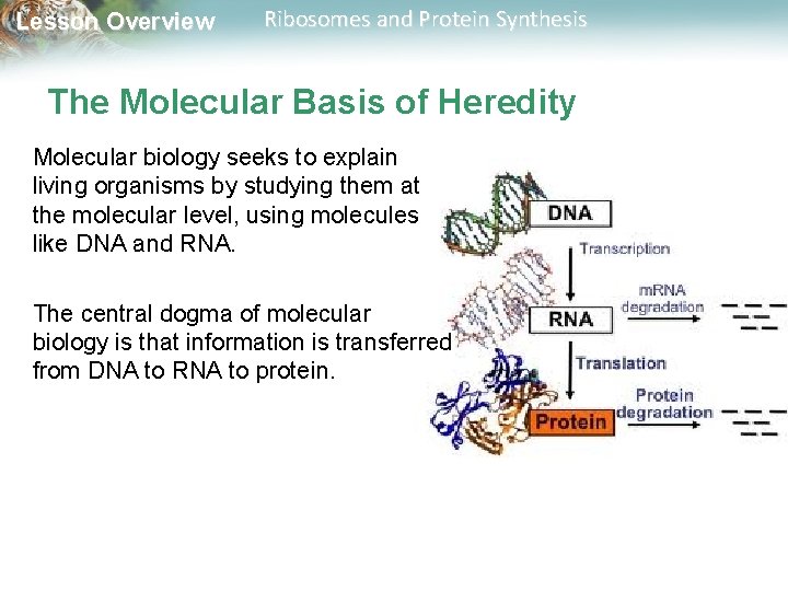 Lesson Overview Ribosomes and Protein Synthesis The Molecular Basis of Heredity Molecular biology seeks