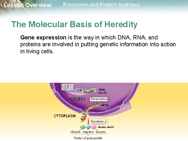 Lesson Overview Ribosomes and Protein Synthesis The Molecular Basis of Heredity Gene expression is