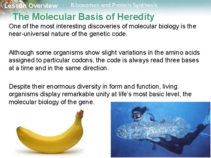 Lesson Overview Ribosomes and Protein Synthesis The Molecular Basis of Heredity One of the