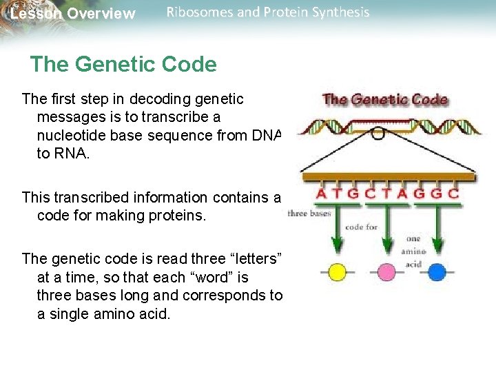 Lesson Overview Ribosomes and Protein Synthesis The Genetic Code The first step in decoding