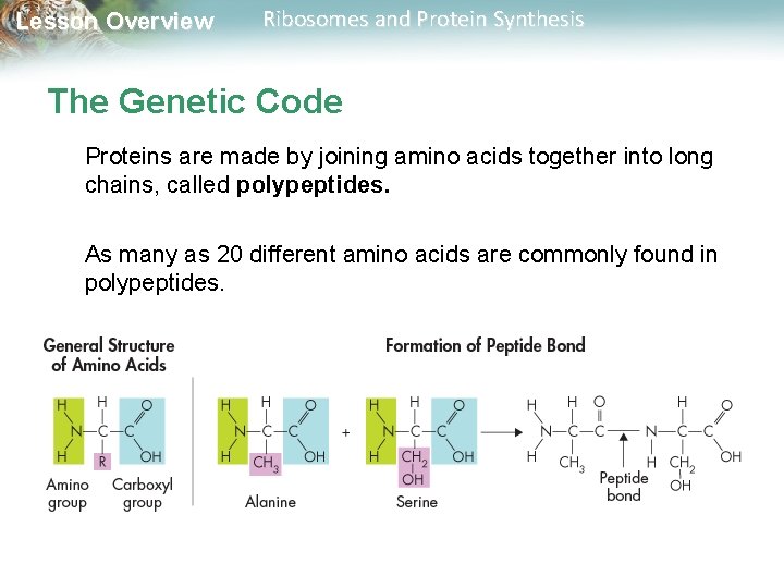 Lesson Overview Ribosomes and Protein Synthesis The Genetic Code Proteins are made by joining