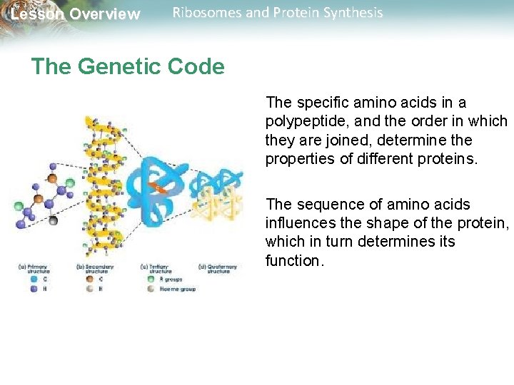 Lesson Overview Ribosomes and Protein Synthesis The Genetic Code The specific amino acids in