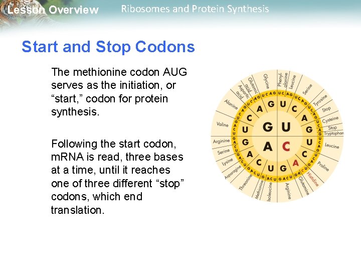 Lesson Overview Ribosomes and Protein Synthesis Start and Stop Codons The methionine codon AUG