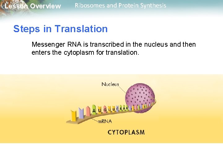 Lesson Overview Ribosomes and Protein Synthesis Steps in Translation Messenger RNA is transcribed in