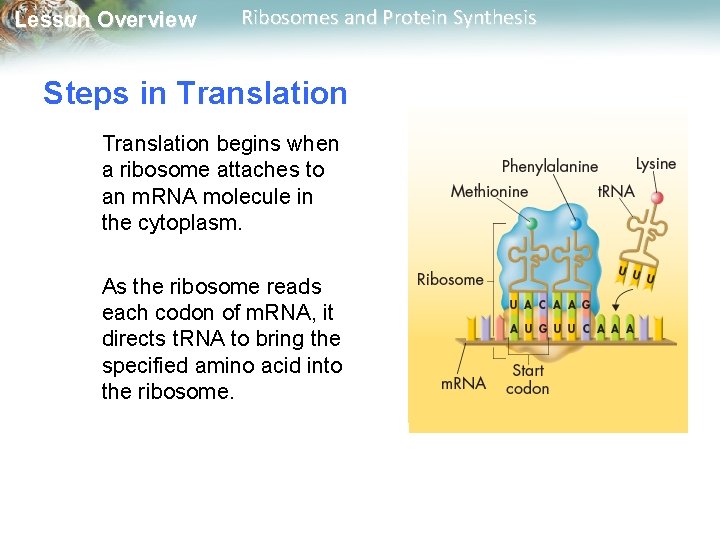 Lesson Overview Ribosomes and Protein Synthesis Steps in Translation begins when a ribosome attaches