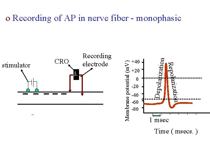 +20 -40 -60 -80 zation 0 -20 Depolariza tion +40 Repolari stimulator CRO Recording