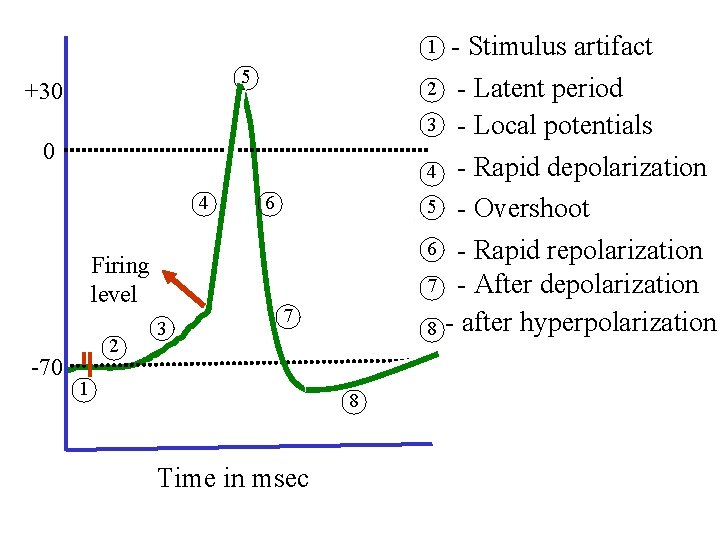 1 5 +30 2 3 0 Firing level -70 - Rapid depolarization 5 -