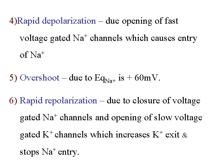 4)Rapid depolarization – due opening of fast voltage gated Na+ channels which causes entry