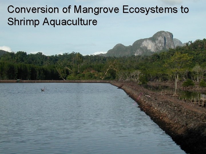 Conversion of Mangrove Ecosystems to Shrimp Aquaculture 