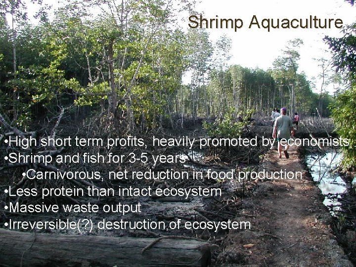 Shrimp Aquaculture • High short term profits, heavily promoted by economists • Shrimp and