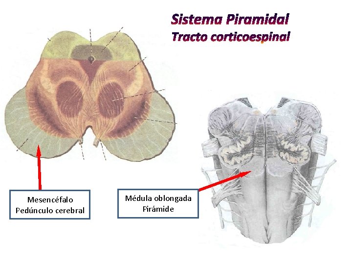 Mesencéfalo Pedúnculo cerebral Médula oblongada Pirámide 