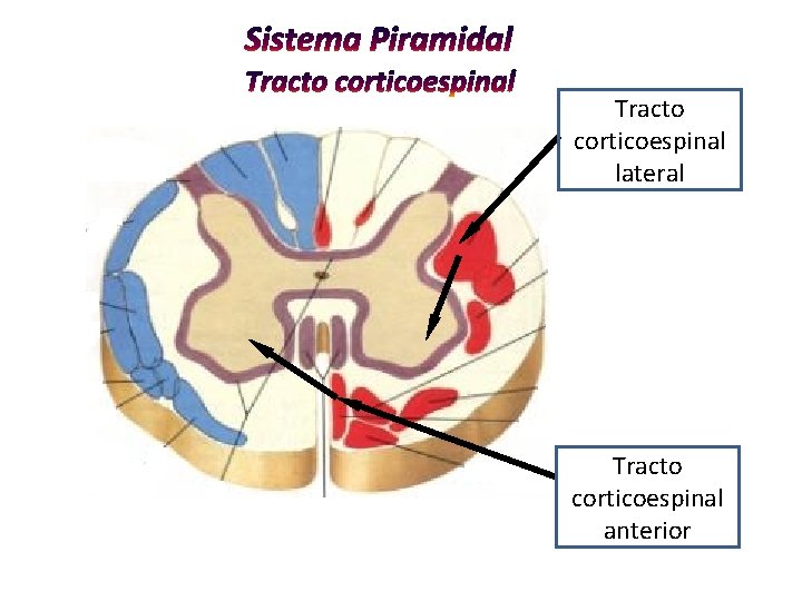 Tracto corticoespinal lateral Tracto corticoespinal anterior 