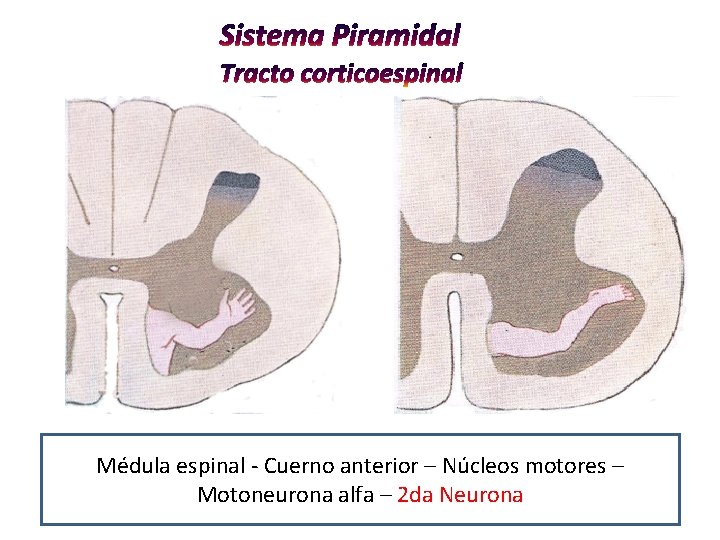 Médula espinal - Cuerno anterior – Núcleos motores – Motoneurona alfa – 2 da