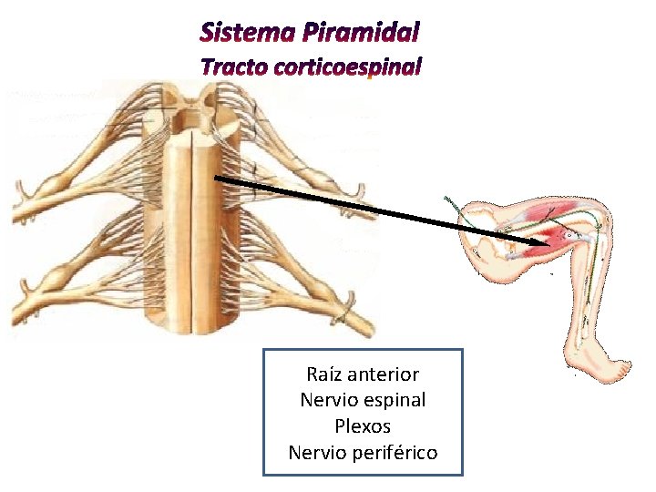 Raíz anterior Nervio espinal Plexos Nervio periférico 