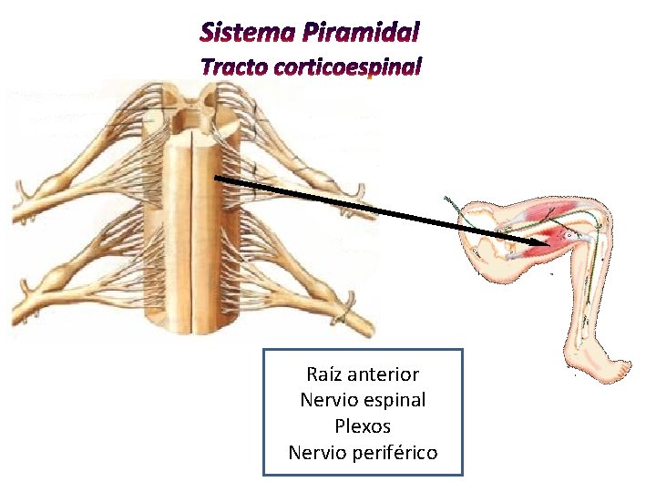 Raíz anterior Nervio espinal Plexos Nervio periférico Raíz anterior Nervio espinal Plexos Nervio periférico