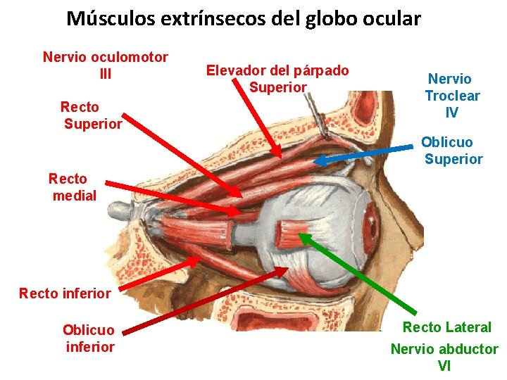 Músculos extrínsecos del globo ocular Nervio oculomotor III Recto Superior Elevador del párpado Superior