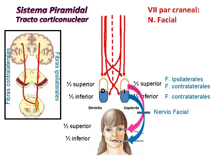 Fibras ipsilaterales Fibras contralaterales VII par craneal: N. Facial ½ superior ½ inferior D