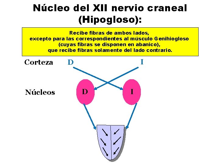 Núcleo del XII nervio craneal (Hipogloso): Recibe fibras de ambos lados, excepto para las