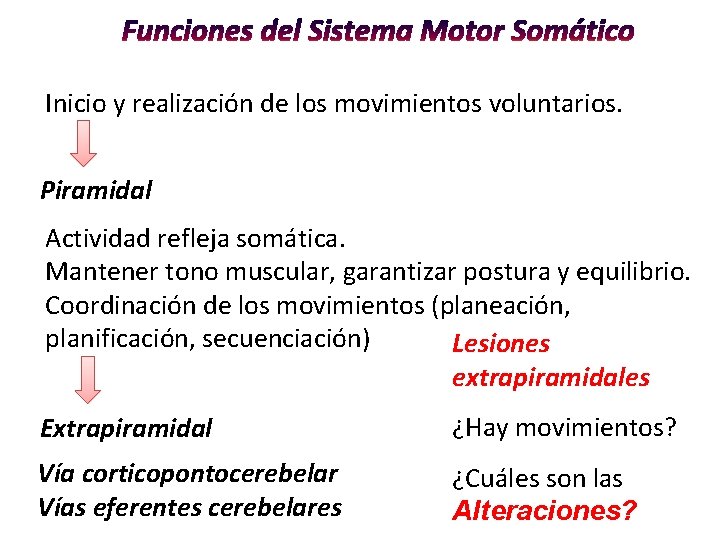 Inicio y realización de los movimientos voluntarios. Piramidal Actividad refleja somática. Mantener tono muscular, Inicio y realización de los movimientos voluntarios. Piramidal Actividad refleja somática. Mantener tono muscular,