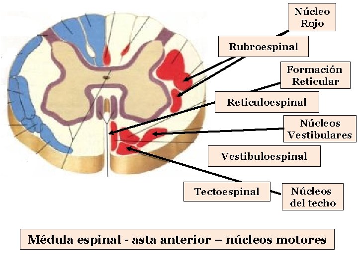 Núcleo Rojo Rubroespinal Formación Reticular Reticuloespinal Núcleos Vestibulares Vestibuloespinal Tectoespinal Núcleos del techo Médula