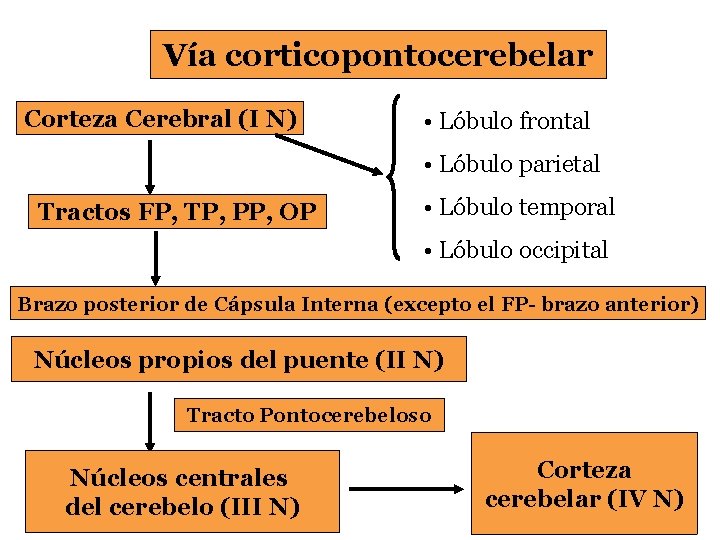Vía corticopontocerebelar Corteza Cerebral (I N) • Lóbulo frontal • Lóbulo parietal Tractos FP,