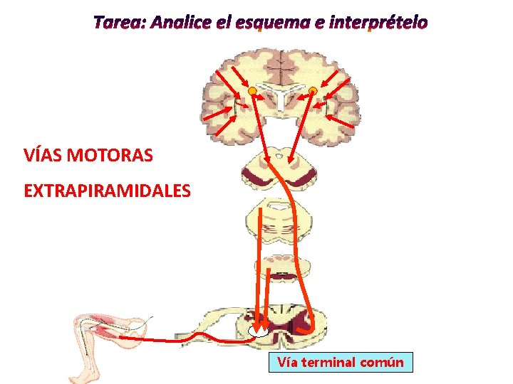 VÍAS MOTORAS EXTRAPIRAMIDALES Vía terminal común VÍAS MOTORAS EXTRAPIRAMIDALES Vía terminal común