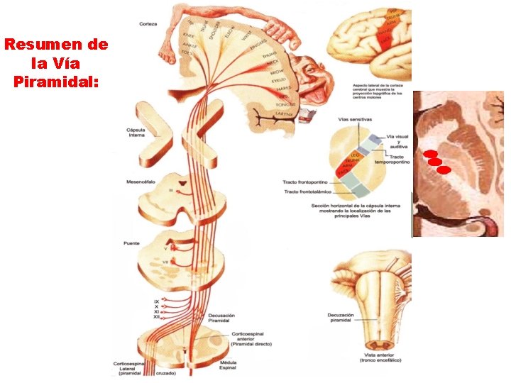 Resumen de la Vía Piramidal: 