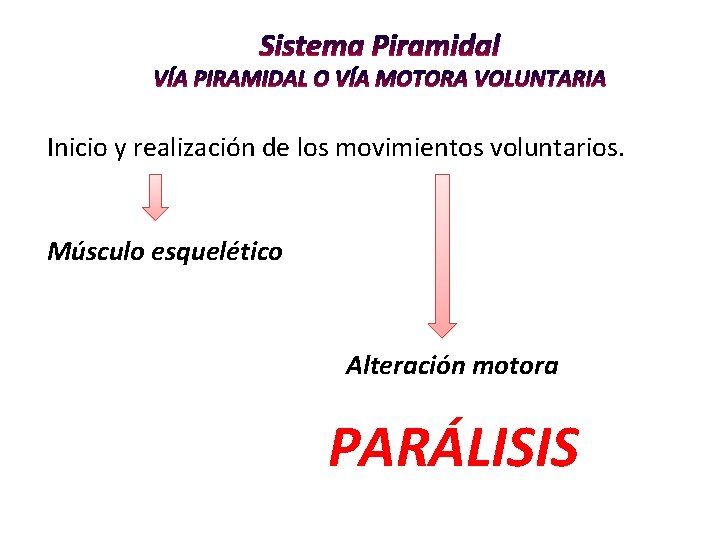 Inicio y realización de los movimientos voluntarios. Músculo esquelético Alteración motora PARÁLISIS 