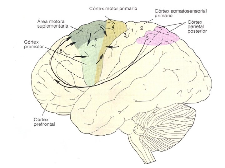 Inicia: Corteza cerebral Termina: Músculo esquelético 