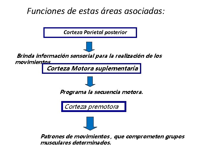 Funciones de estas áreas asociadas: Corteza Parietal posterior Brinda información sensorial para la realización