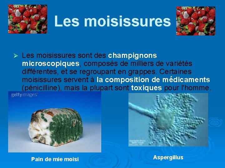 Les moisissures Ø Les moisissures sont des champignons microscopiques, composés de milliers de variétés