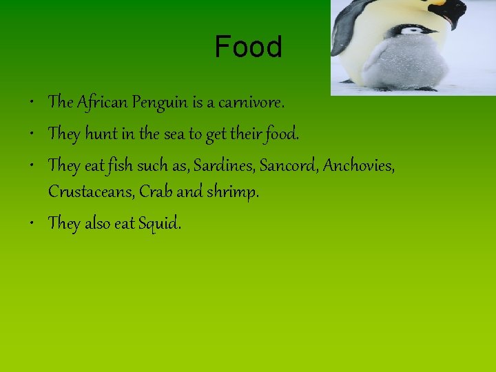 Food • The African Penguin is a carnivore. • They hunt in the sea