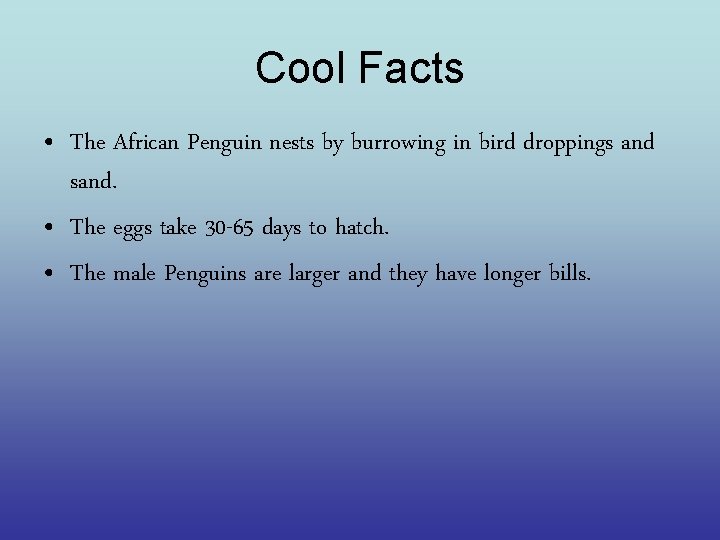 Cool Facts • The African Penguin nests by burrowing in bird droppings and sand.