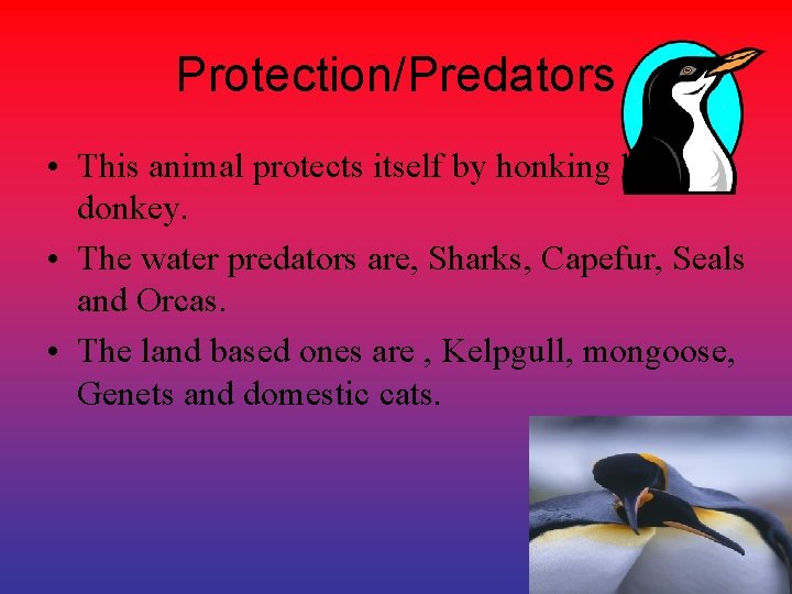 Protection/Predators • This animal protects itself by honking like a donkey. • The water