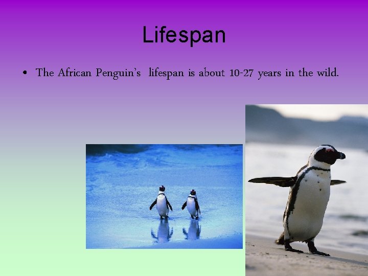 Lifespan • The African Penguin’s lifespan is about 10 -27 years in the wild.