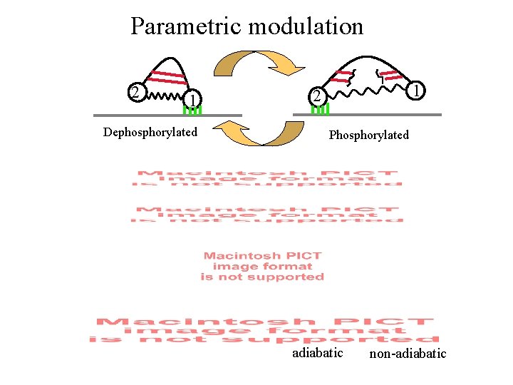 Parametric modulation 2 1 Dephosphorylated 1 2 Phosphorylated adiabatic non-adiabatic 